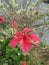 Flower hibiscus  mauritius island ðŸ Albion